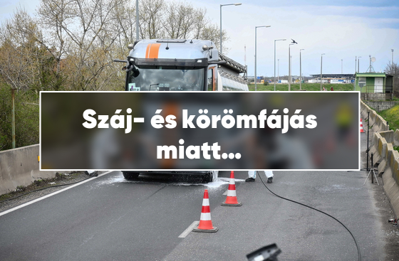 Száj- és körömfájás miatt korlátozások jönnek Horvátországban